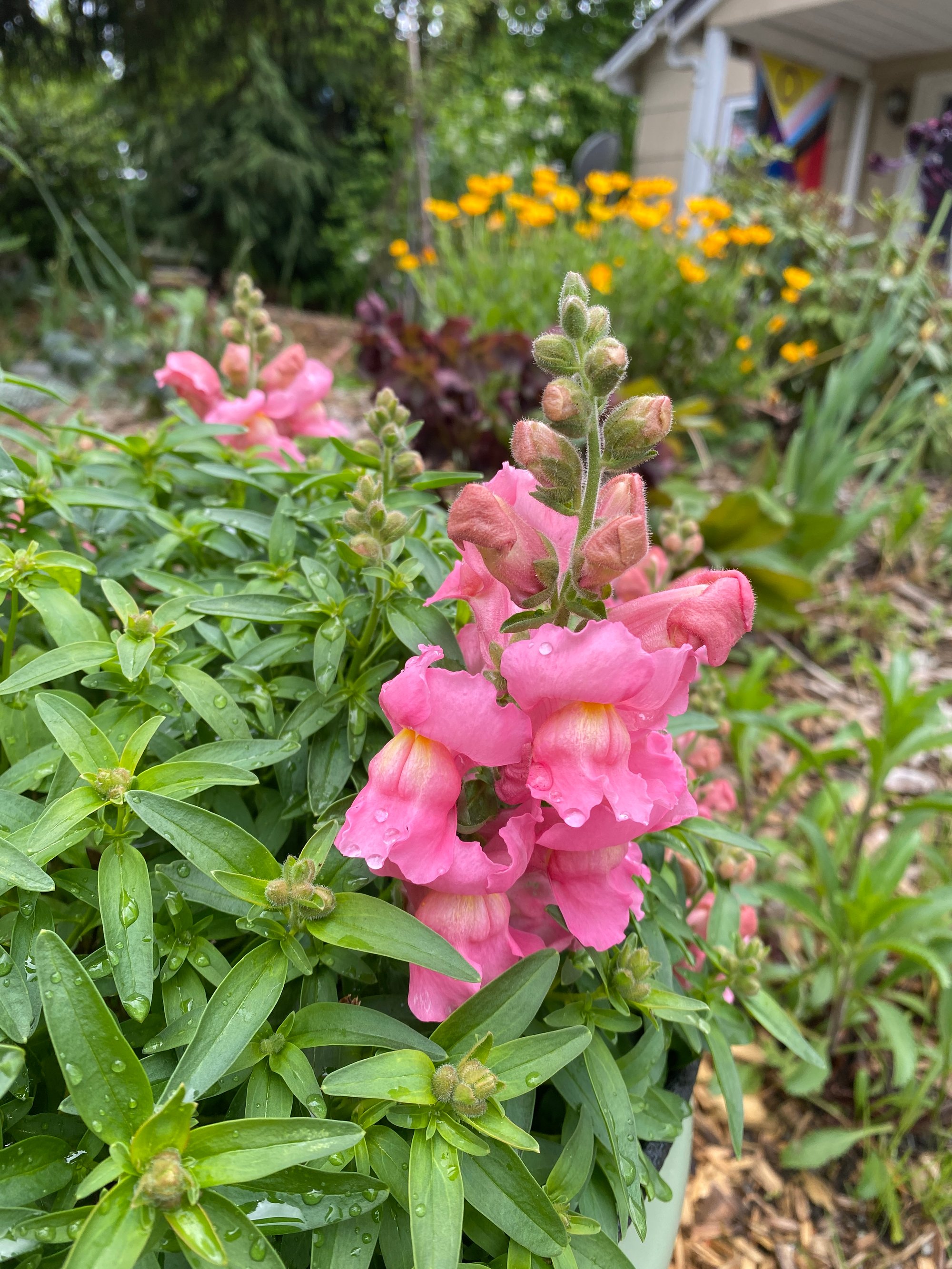 perzine newsletter | may 2025