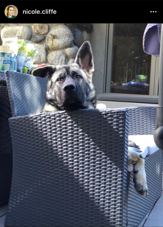 A large, sort of wolfy dog lounges on an outdoor chair with one ear wonderfully askew.