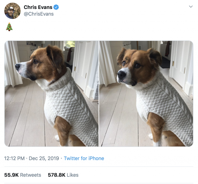 Chris Evans' Dog in a Chris Evans cableknit sweater