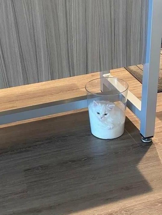 Photo of a white cat curled up inside a transparent bin, looking like a liquid