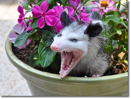 A possum in a flower pot, hissing with its mouth wide open