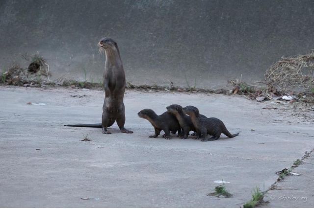 A standing Asian otter next to three pups