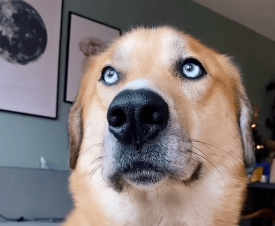 A dog with bright blue eyes looks off camera