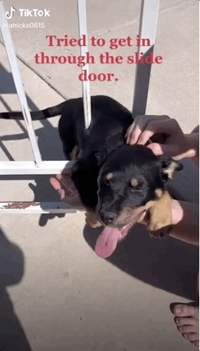 A puppy is stuck in a fence, yet still looks delighted.