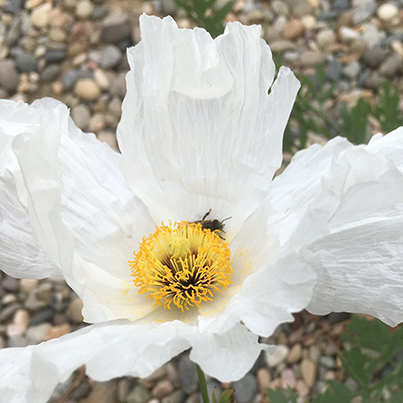 a bee rustles around the yellow center of a flower
