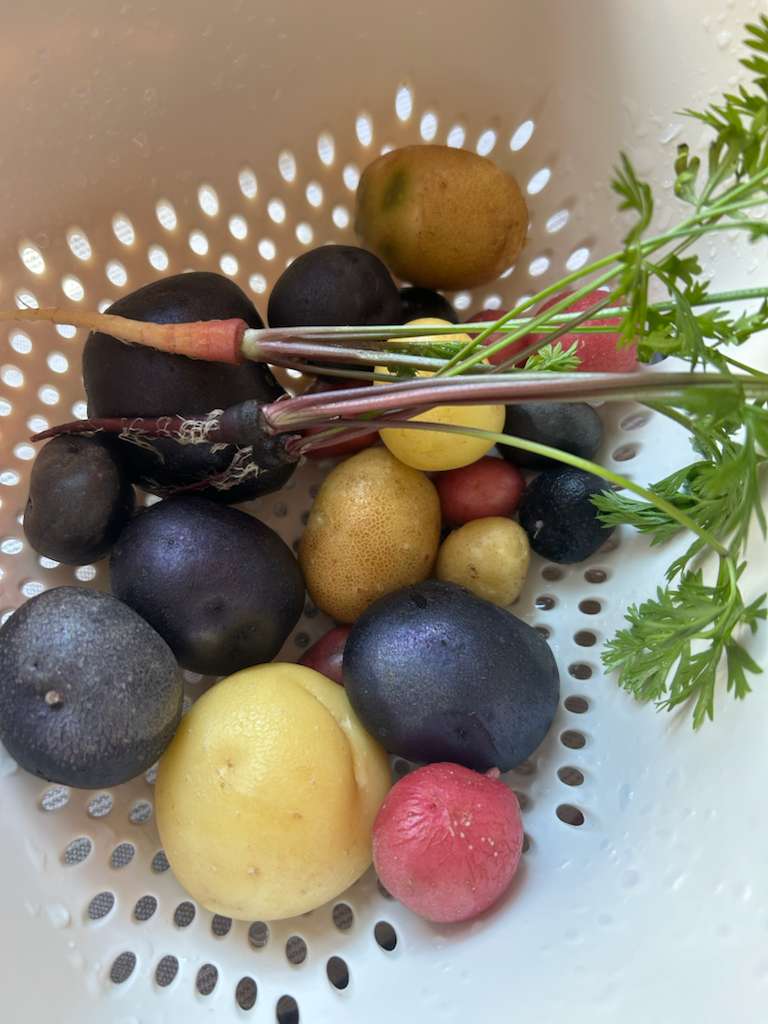 An array of red, purple, and gold potatoes in a strainer with three scrawny carrots