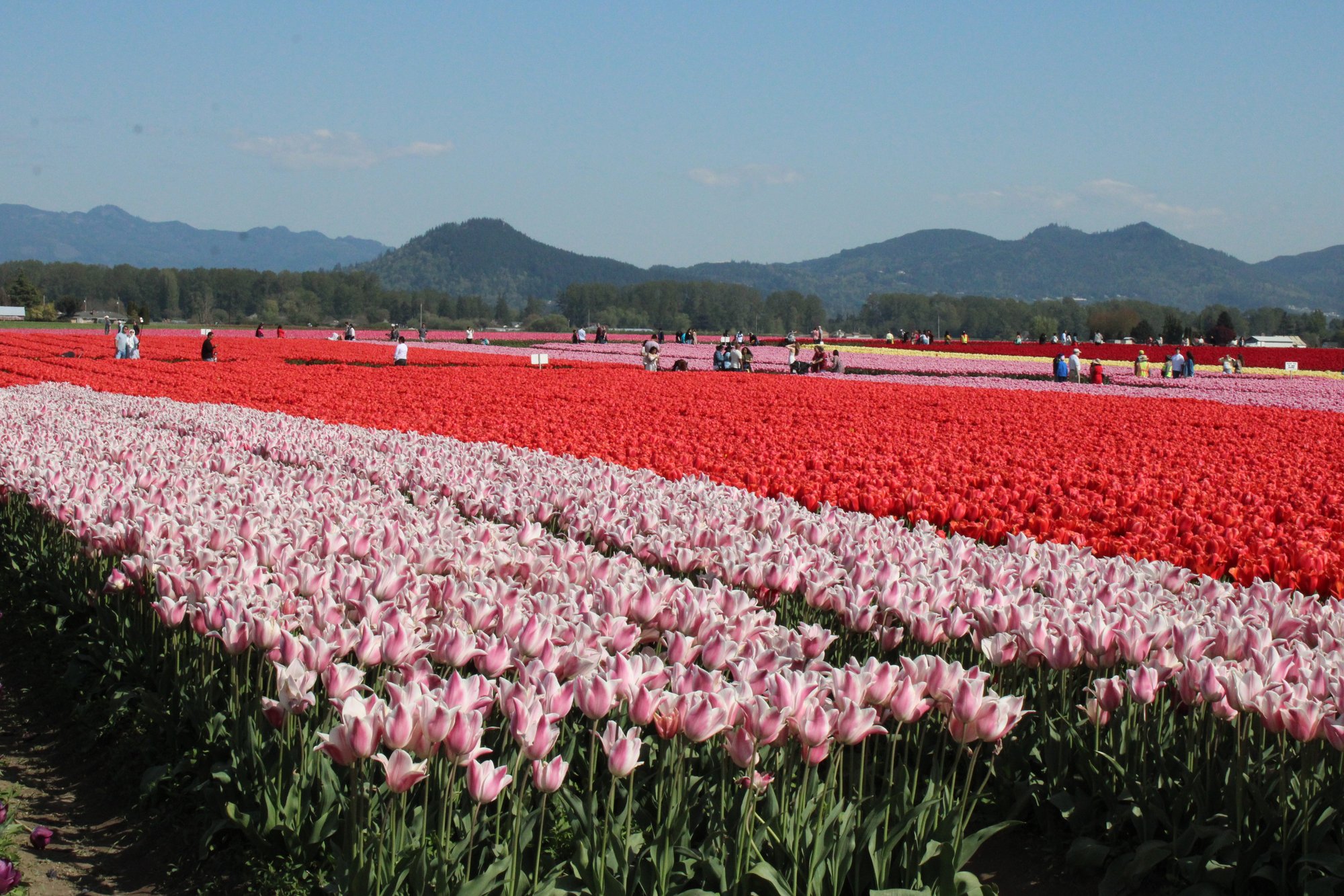 perzine newsletter | april 2025