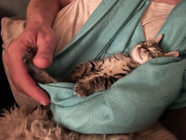 (a picture of chimichurri sleeping)