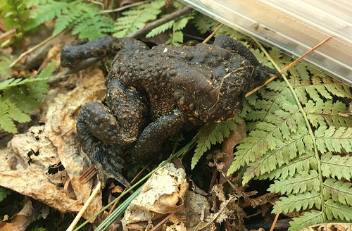 No-Face Toad