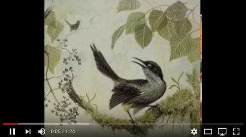 Last song of the Kauai 'O'o [click to listen]