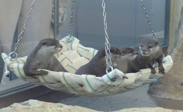 Four otters laying on a hanging chair and cuddling