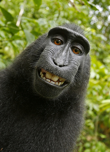 Photographer Being Sued By A Monkey Over Its "Selfie" Is Now Broke