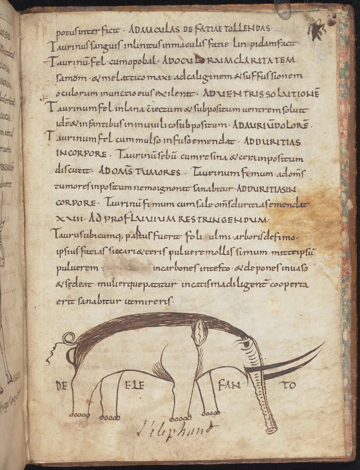 medieval manuscript image of elephant medieval manuscript image of elephant
