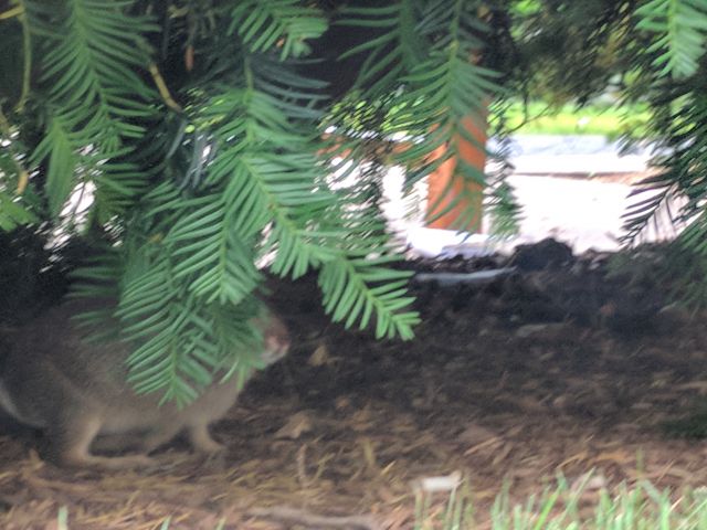 {image of a concealed bunny}