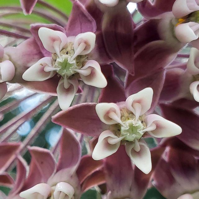 Milkweed Blossoms