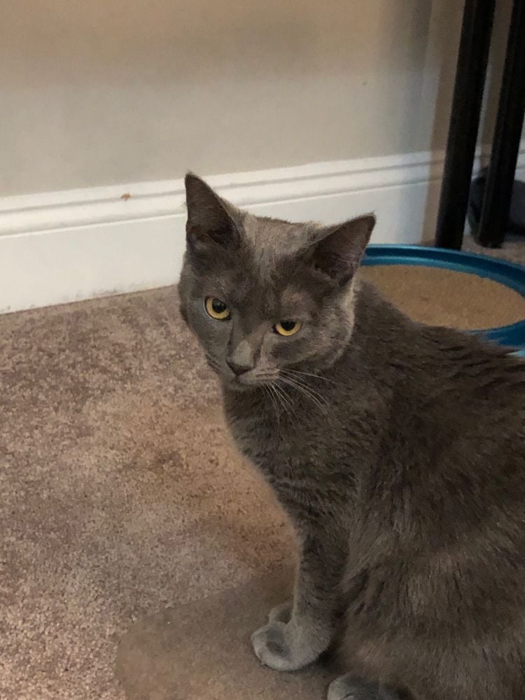 A small gray cat with bright yellow eyes, looking over her shoulder at the camera