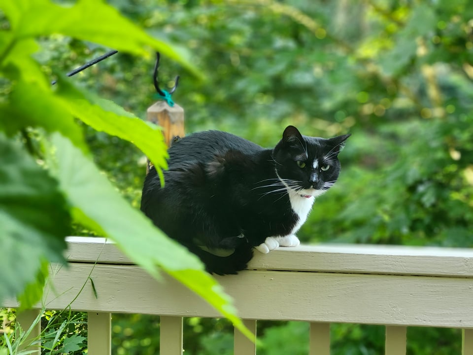 Our perfect cat, Mira, looking into the camera while sitting on a railing with lots of green leaves behind her.