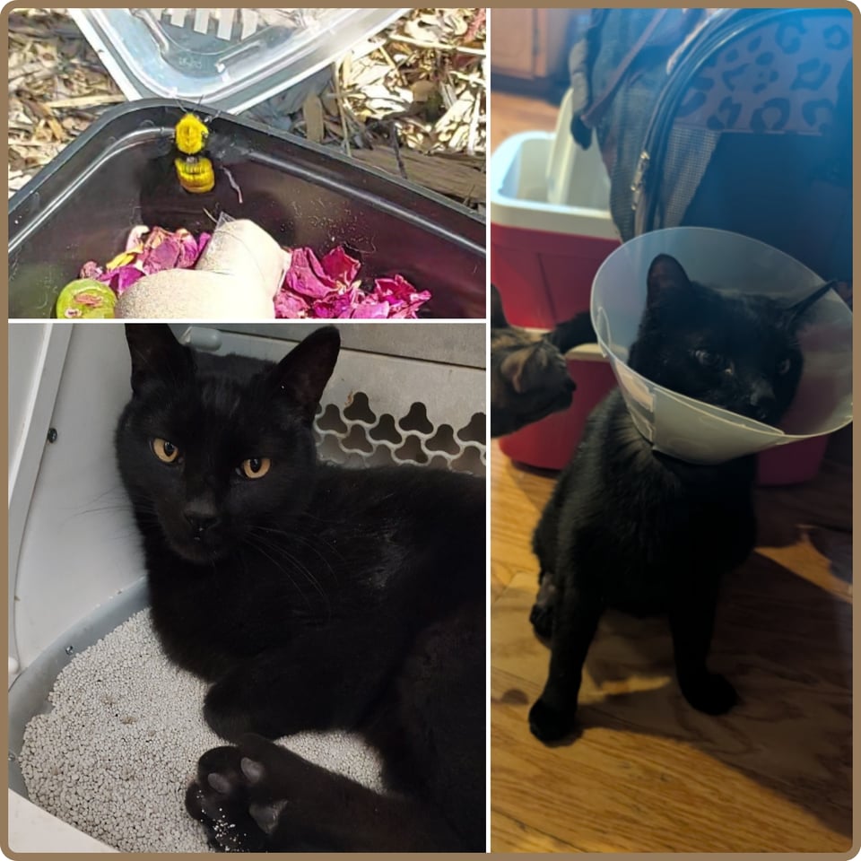 a photo collage. in one square, a photo of a fat bumblebee about to leave the tupperware it's been kept in. Below that, a photo of a black cat with a very swollen hind foot laying in a litter box. To the right, a photo of the same black cat with his back foot shaved, and wearing the cone of shame.