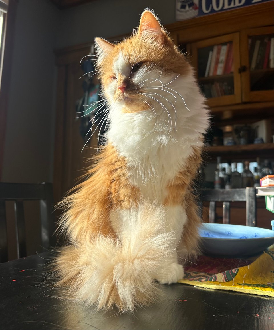 a fluffy orange and white cat luxuriating in a sunbeam