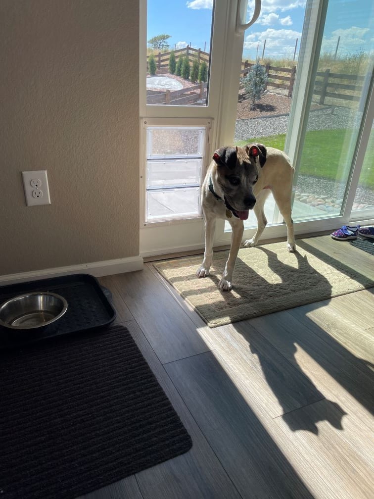 A fawn-colored Boxer-mix dog stands in front of a glass patio door, with sunlight shining through. The dog has ears pricked and is panting a little and appears to be looking at her shadow on the floor.