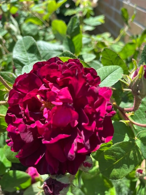 full screen, a fully open crimson rose, Tuscany Superb