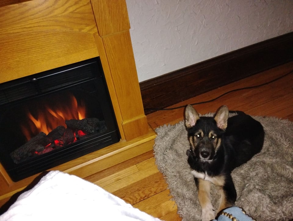 Meet Rocky — Our Newest (and Furriest) Team Member