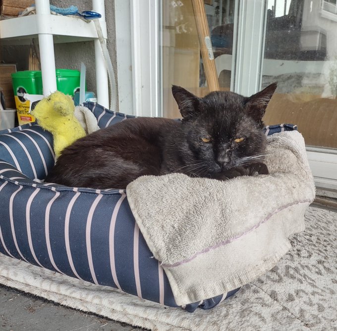A very large, solid-looking black cat sits in a navy-and-white striped fleece cat bed, looking very unamused. The bed's outside on a folded up towel on a wooden deck. A yellow squeaky toy is also in the bed with the cat.