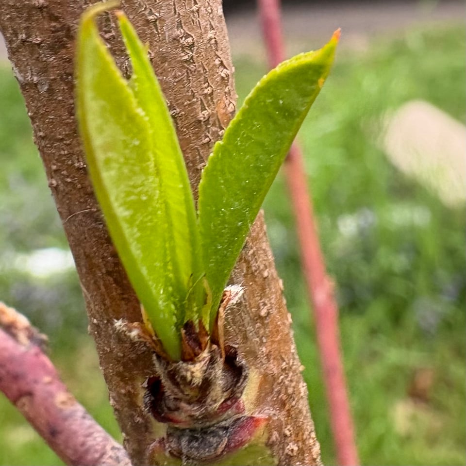 Leaves on a peach tree