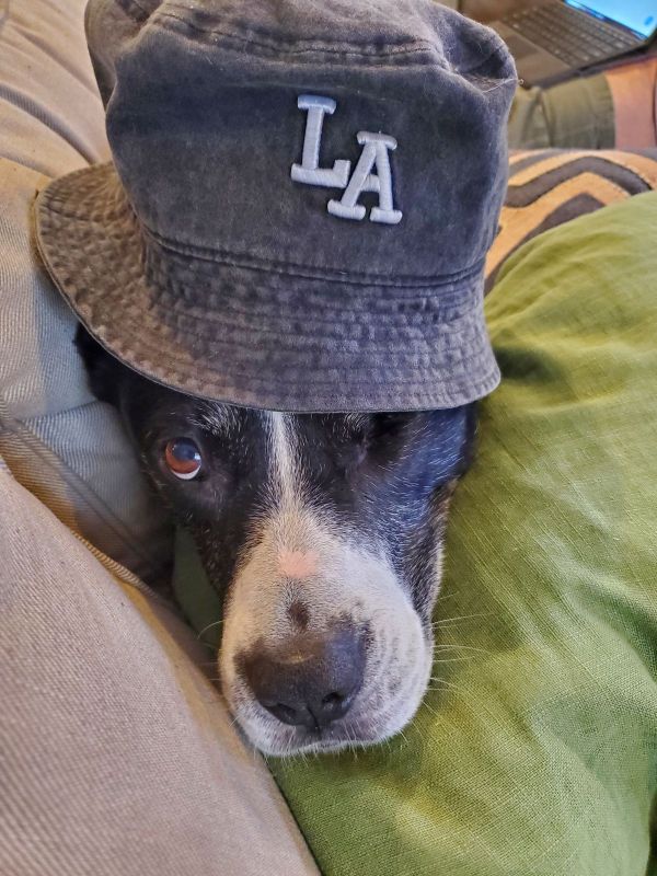 A black and white dog with one eye wearing a bucket hat rests his chin on a pillow.