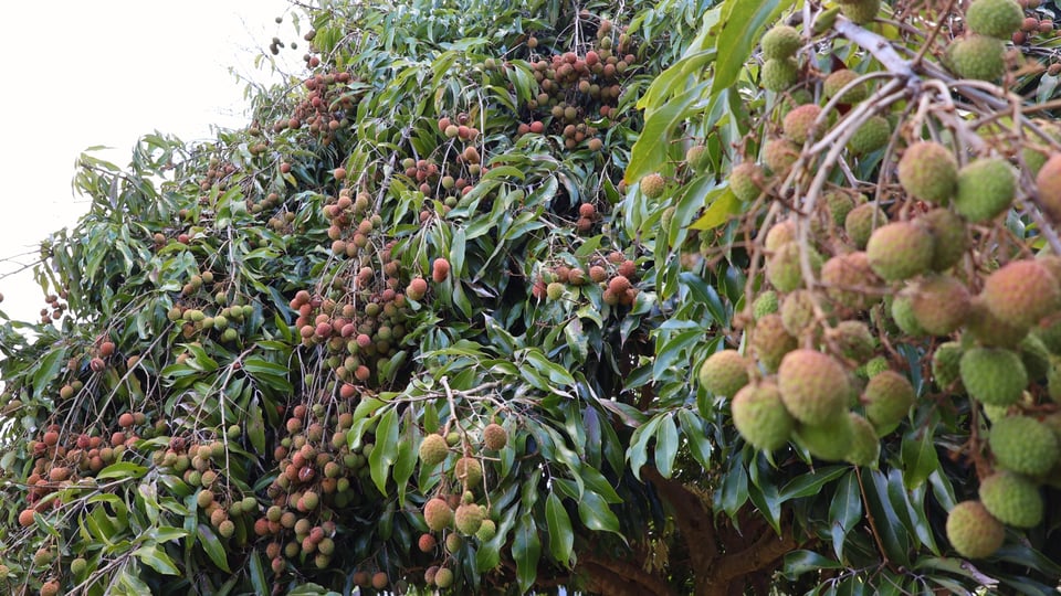 my lychee tree