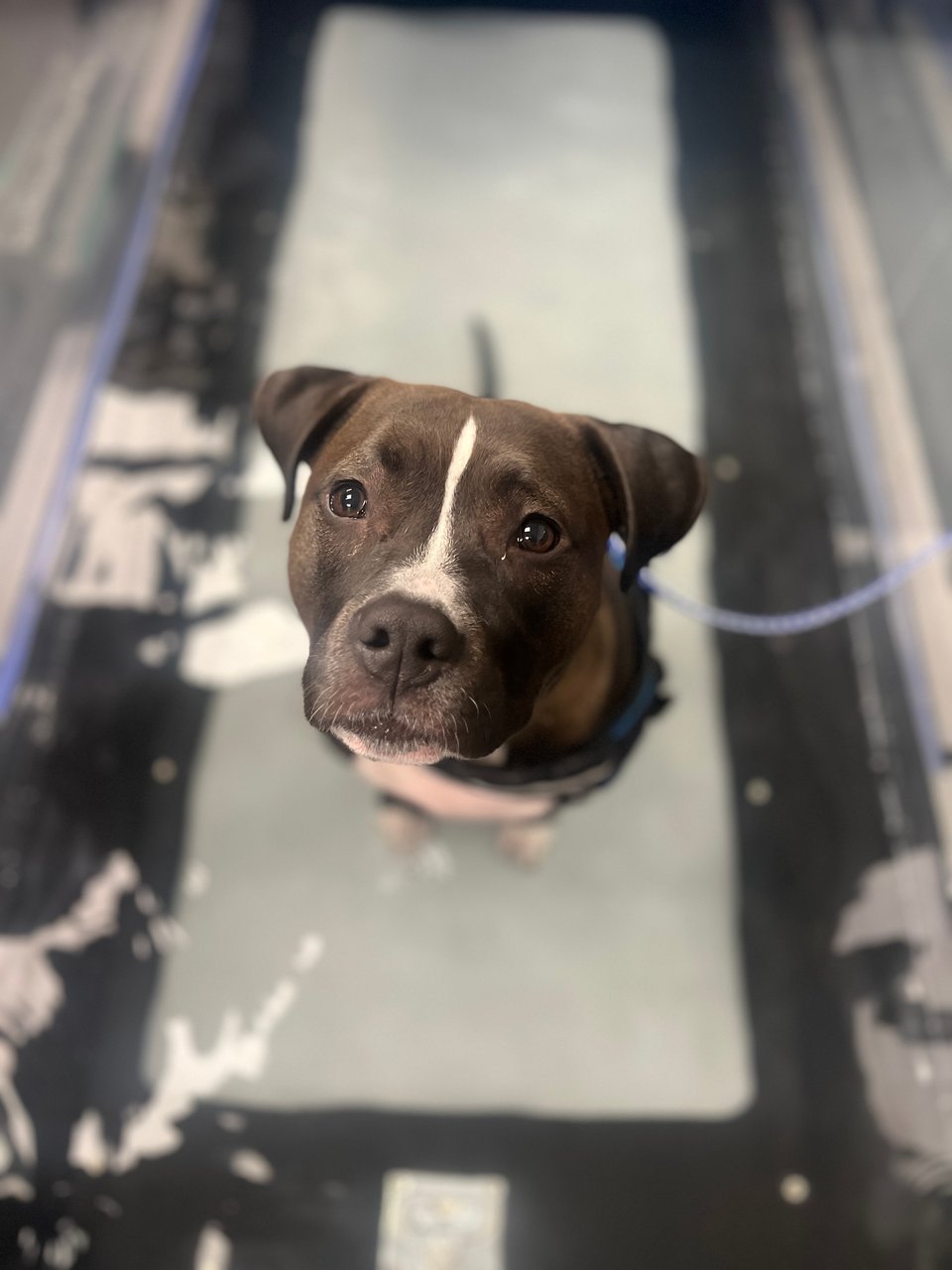 A dark brown pitbull mix looks at the camera while peacefully sitting on a water treadmill.