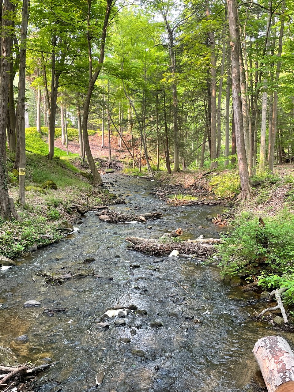The same brook, from the opposite angle, as seen on a sunny summer day.