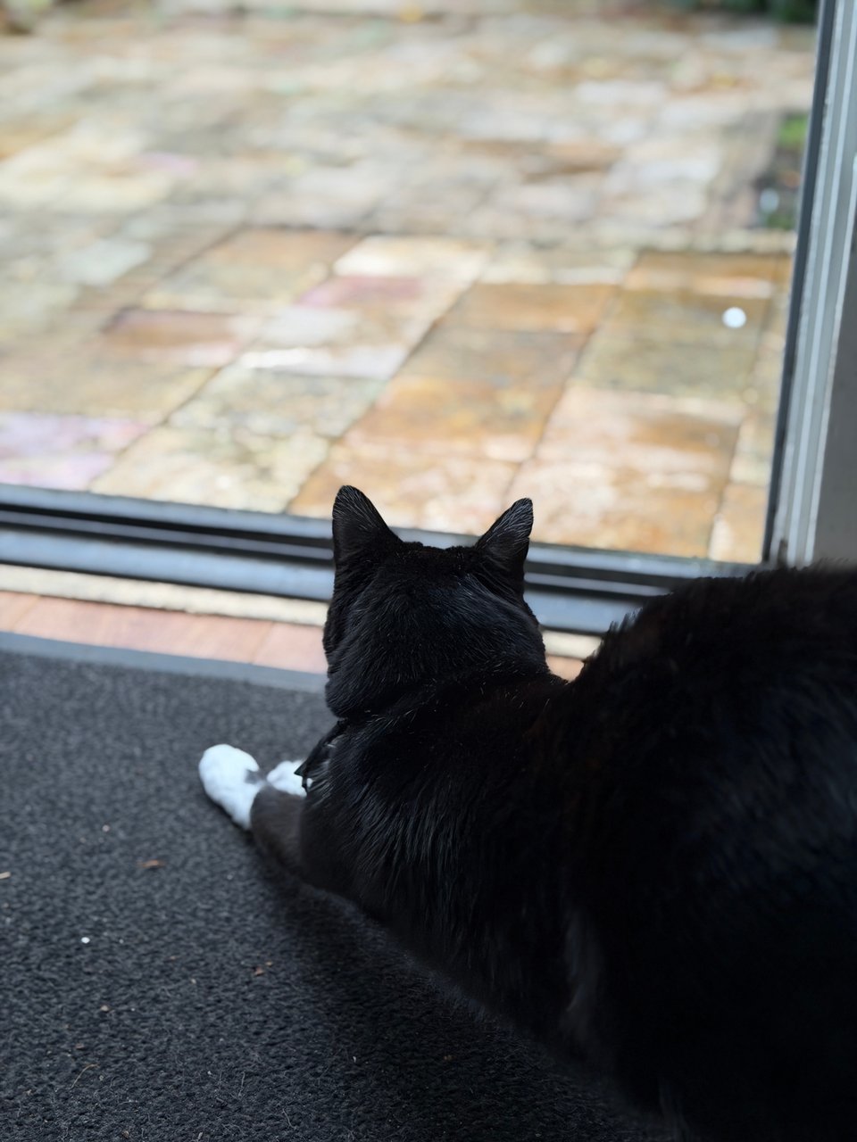 A cat stretches in front of a door deciding to go out into the cold or not.
