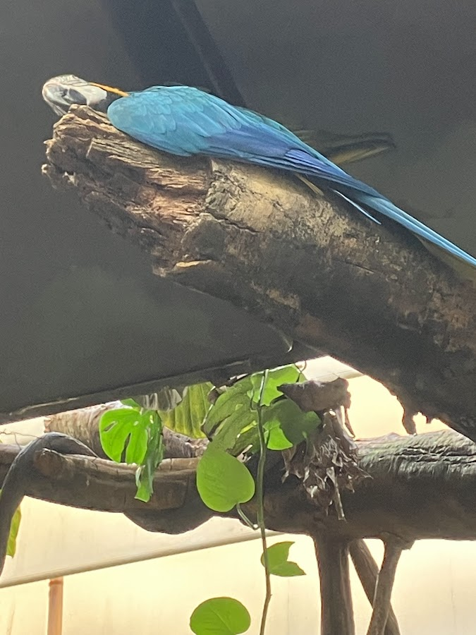 Blue and yellow macaw sleeping on a branch at the Central Park Zoo