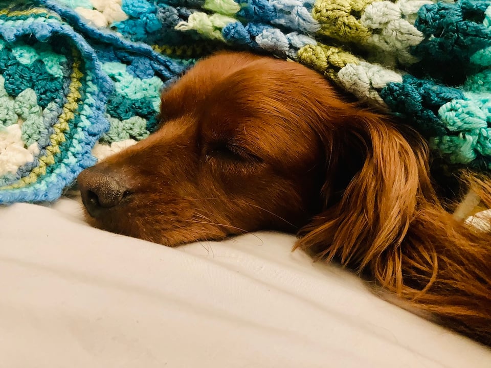 Radio asleep under a blanket.