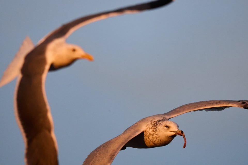 A large gull chases a smaller one that has food in its mouth