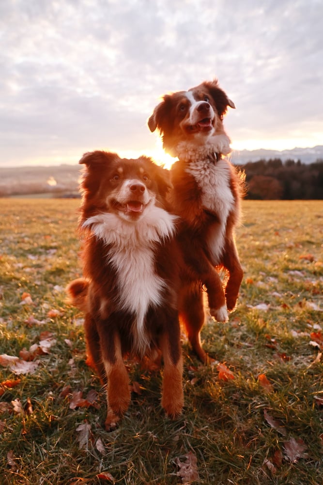 two Australian mix dogs dance on their hind legs in a sunny field.