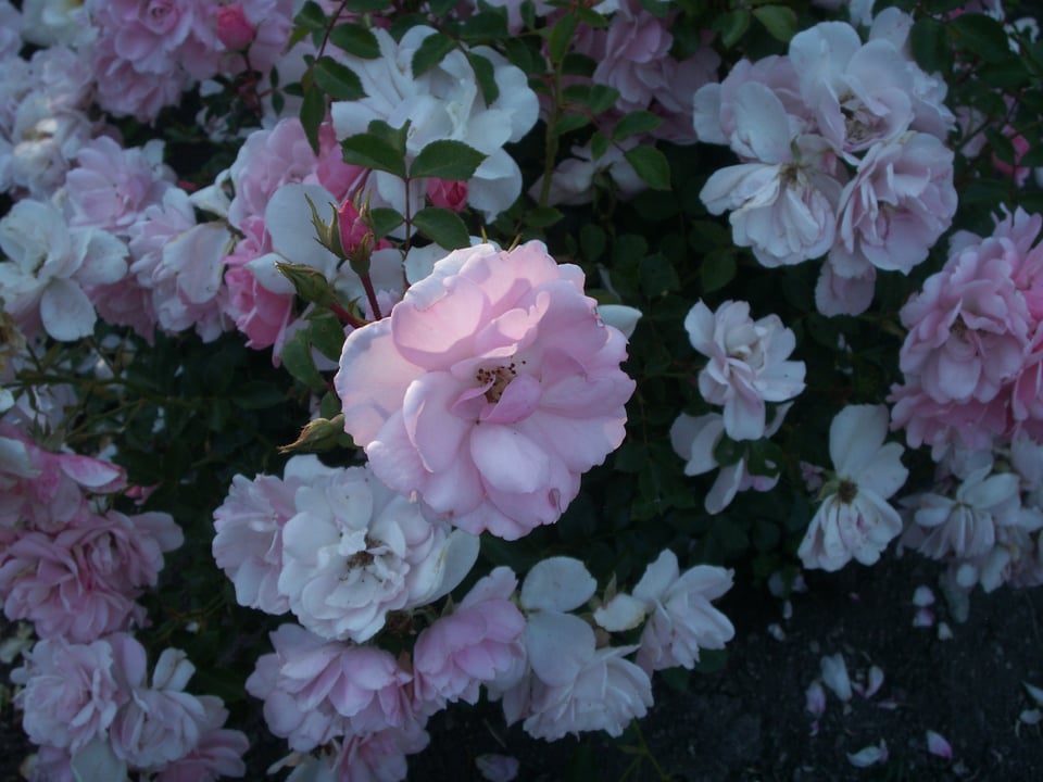 Roses photographed at Oakland's Morcom Rose Garden on a Konica Minolta Dimage X-1 digital camera.