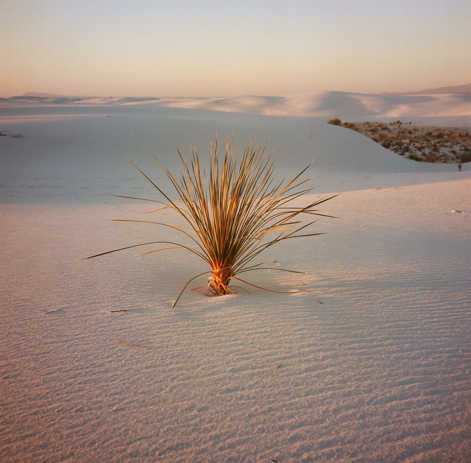 A plant in White Sands National Park