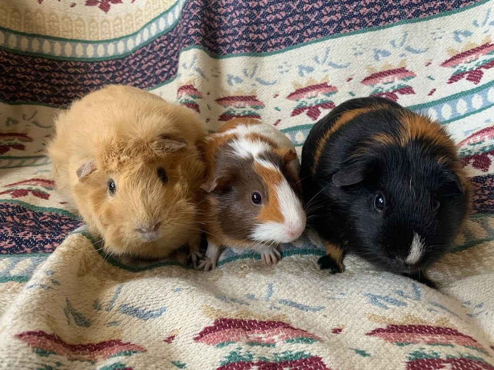 3 guinea pigs posing on a blanket from left to right: Clouet, the blonde one, Baby, the white, copper, and brown one, and Penelope, who has a little white nose, but is mostly black and copper colored.