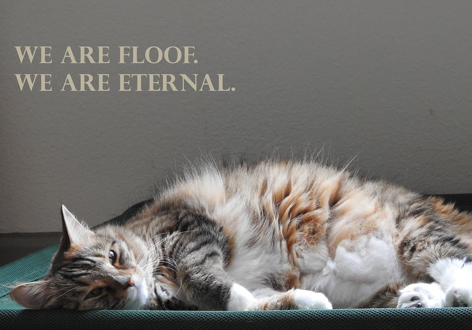 A brown, white, and orange tabby cat lies on her right side on a green hammock bed, narrowing her eyes at the camera. She is VERY floofy. Above her head is allcaps text in a serif font that reads "We are floof. We are eternal."