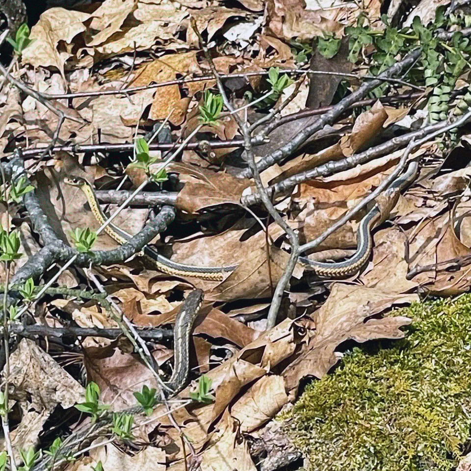 two yellow bellied snakes intertwined just off a trail
