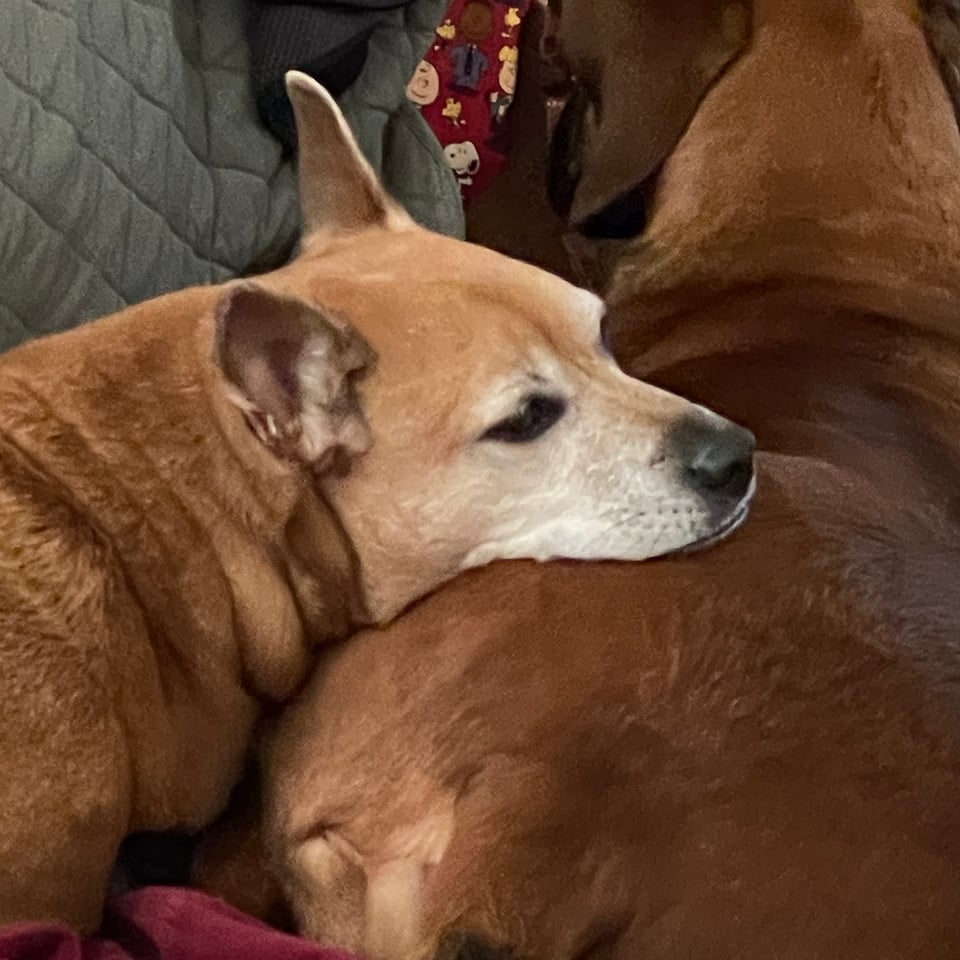 Kizu, a short-haired fawn-colored dog with a white muzzle, is laying next to Sammi, a dark brown short-haired hound mix dog with long floppy ears, and is resting her head on Sammi's hindquarters