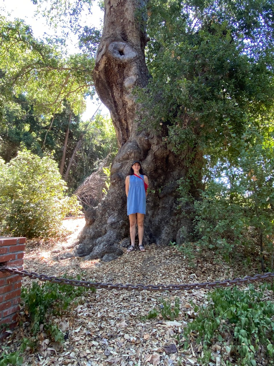 Ella standing smiling with a red purse wearing a blue dress in front of a 700 year old oak tree, Quercus agrifolia, with a chain at the bottom foreground of the image
