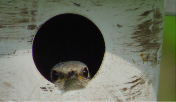 A bluebird peeks from one of the park’s nest boxes. Perhaps it’s watching out for one of those pesky cowbirds, known to occasionally lay eggs in bluebird nests, or a tiny but fierce house-invading wren. Or perhaps it’s just looking at you, kid.