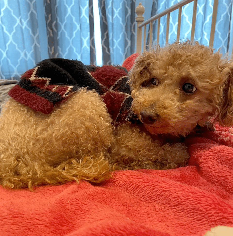 a medium size poodle mix (?) curly haired light brown dog with big eyes wearing a sweater on top of a red blanket.