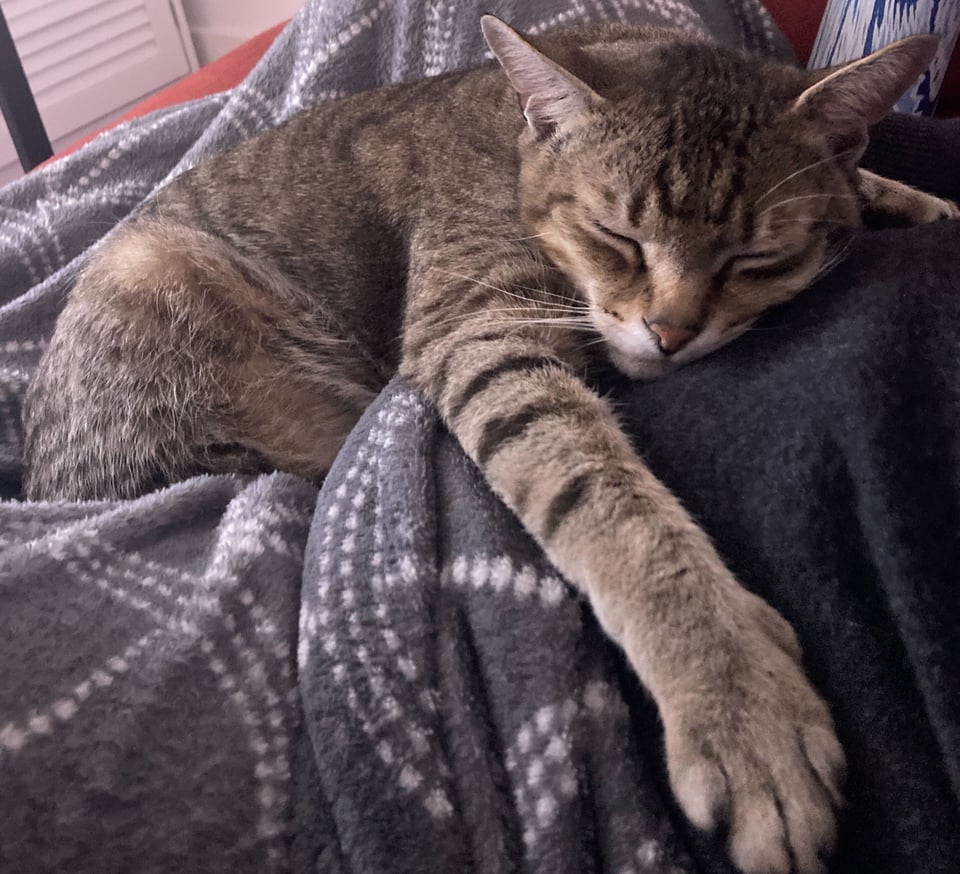 a cute fawn/brown tabby cat sitting in a lap, front legs hugging the person