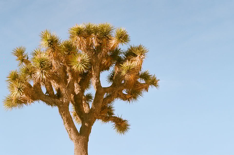The crown of a Joshua tree stands in front of a blown-out light blue sky