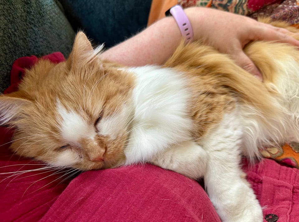 a fluffy orange and white kitty snuggled up hard in my arm