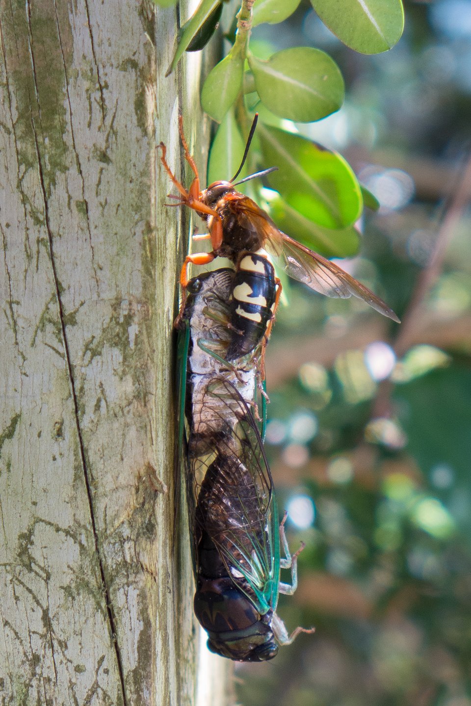 a cicada killer making a vertical ascent up fencepost with 2 mating cicadas.